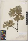 Foto von Salix borealis Fr. x Salix glauca L.